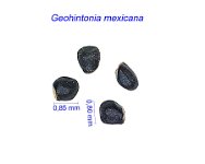 Geohintonia mexicana AB.jpg1.jpg